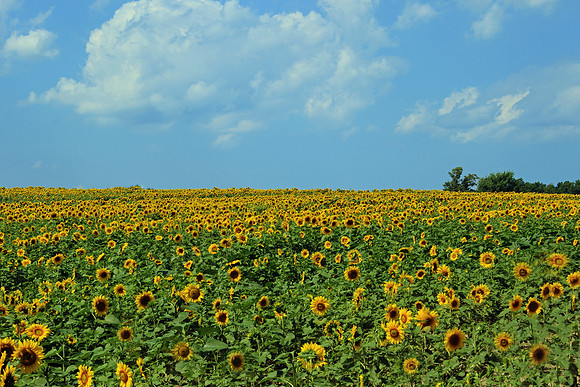 A sunny day