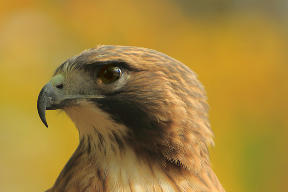 Hawk Profile