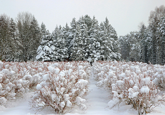 Winters Embrace