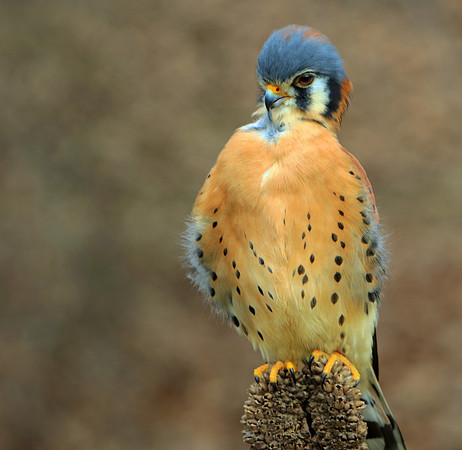 Preening Falcon