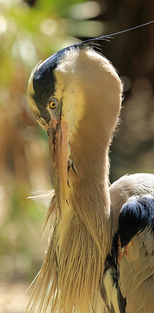 Blue Heron Beard