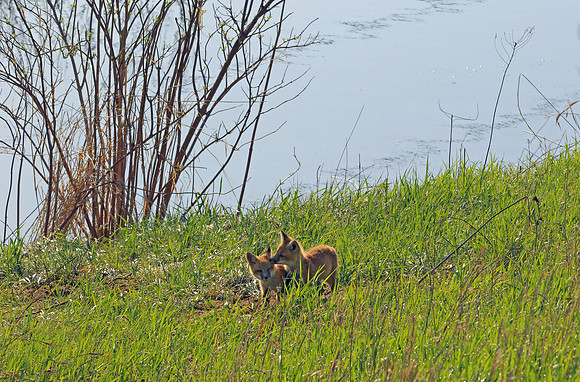 Two baby Red Fox kits playing