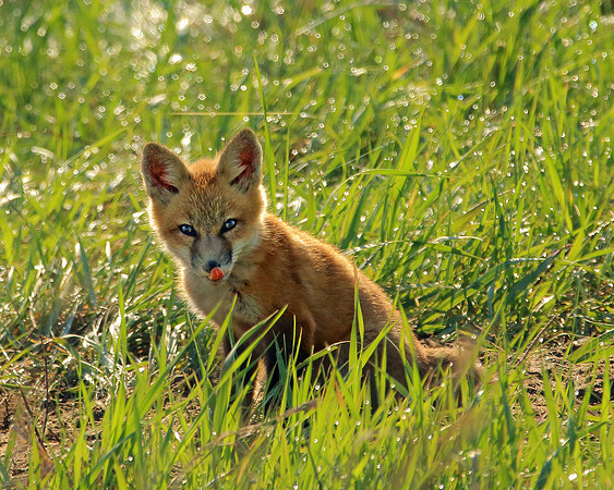 Red Fox