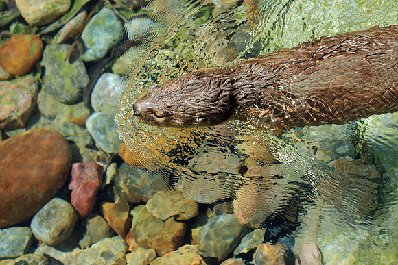 River Otter