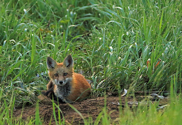 Fox laying down