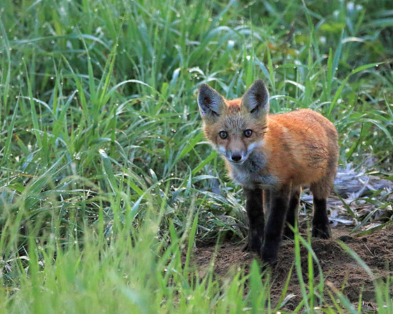 Fox standing up.