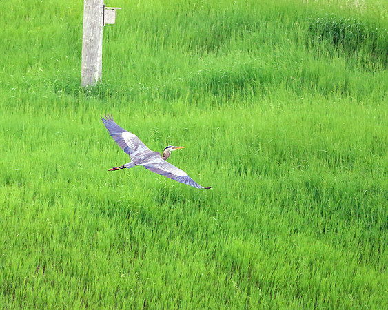 Flight of the Heron.