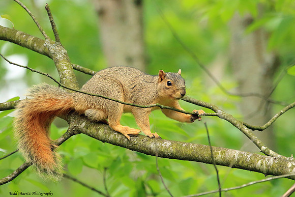 Squirrel in a tree.