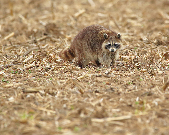 Raccoon in the corn