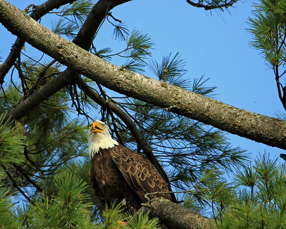 Pine tree eagle