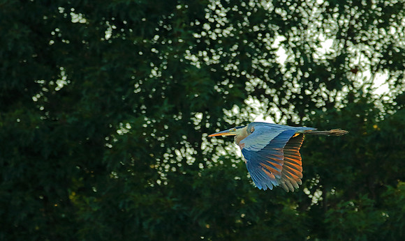 Blue Heron at sunset
