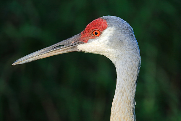 Sandhill Crane.
