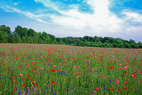 Poppies for days.