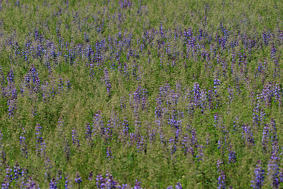 Lupine.