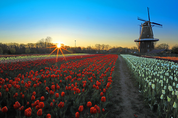 Tulips for breakfast.