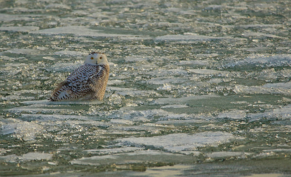 Snowy on ice.