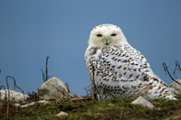 Snowy close up.