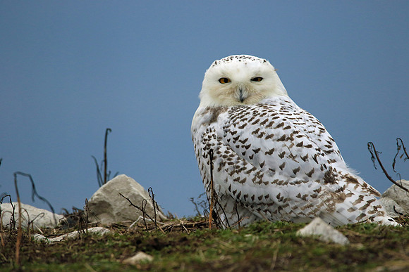 Snowy close up.