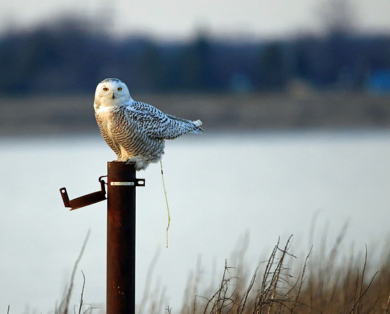 Nature calls.