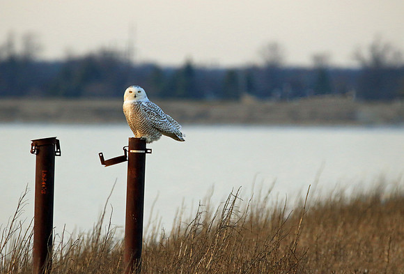 Up on a perch.
