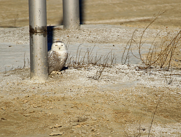 I'm not behind the pole.