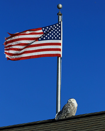 Patriotic Snowy.