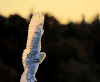 Soaring!