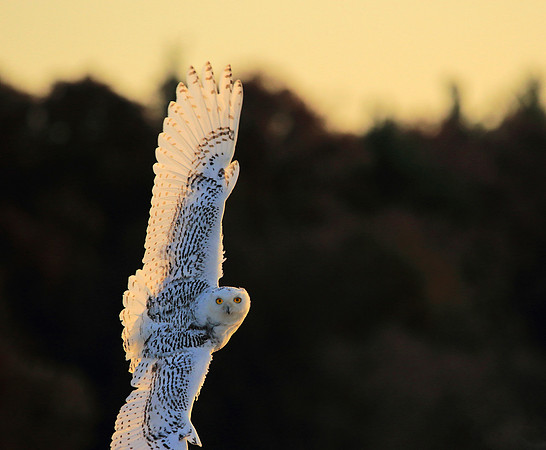 Soaring!