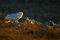 Bathed in golden light.