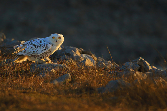 Bathed in golden light.