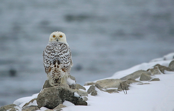 Snowy Owl