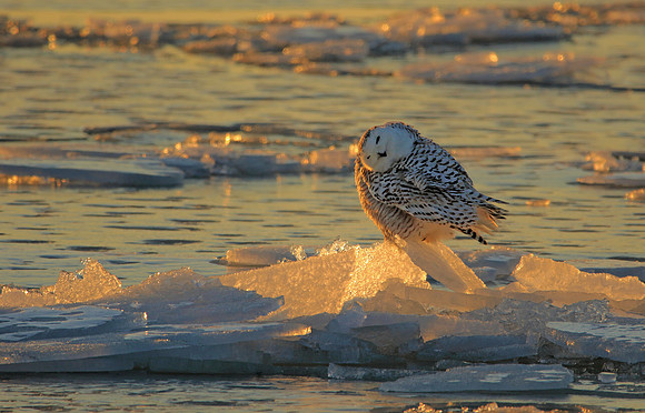Sunset Snowy
