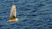 The flight of the Snowy owl.