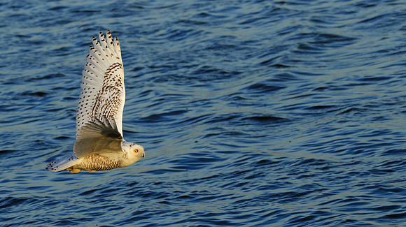 The flight of the Snowy owl.