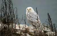 Snowie in the reeds