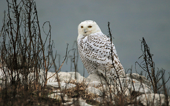 Snowie in the reeds