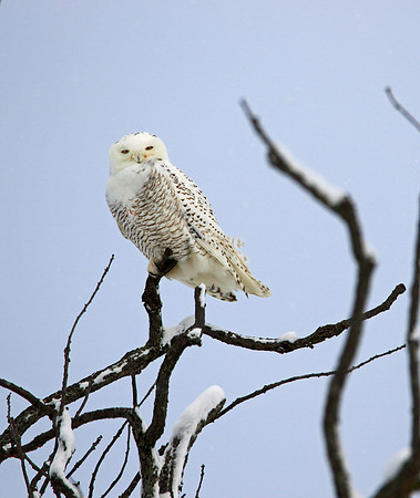 Up in a tree.
