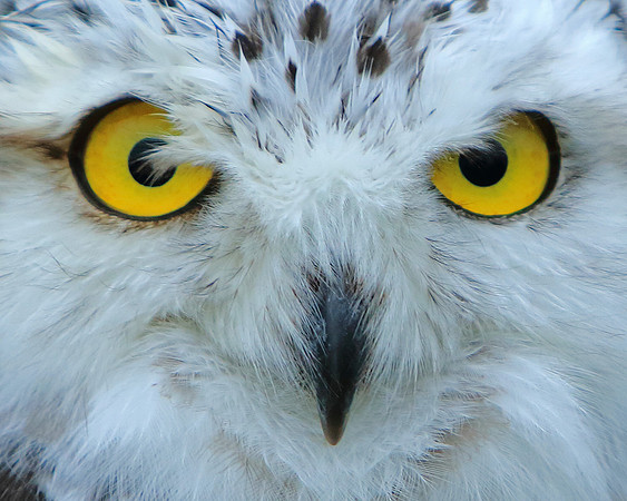 Those eyes!
