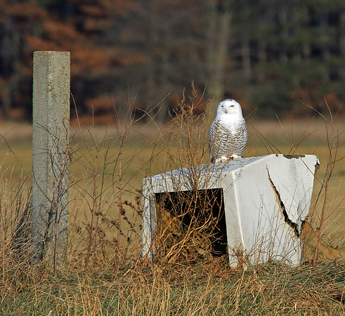 In the dog house.