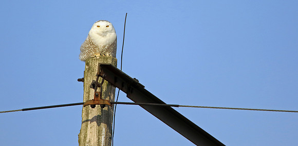 Bird on a wire.