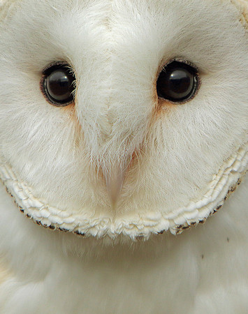 Barn Owl face