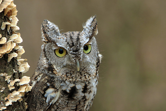 Screech owl color