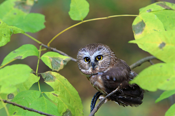 Northern Saw-Whet Owl
