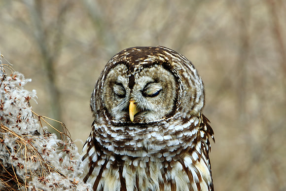 A Barred Owl