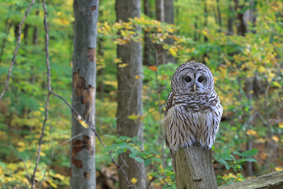Barred Owl