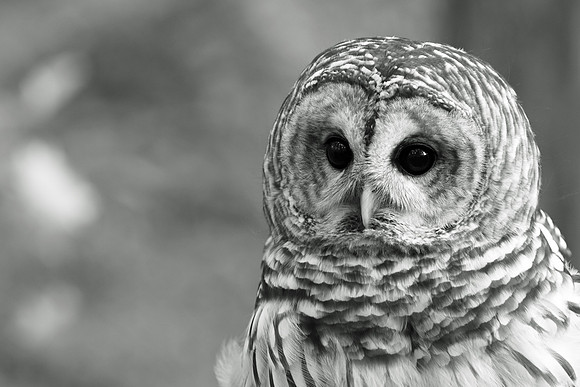Barred Owl black and white