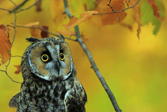 Autumn Owl