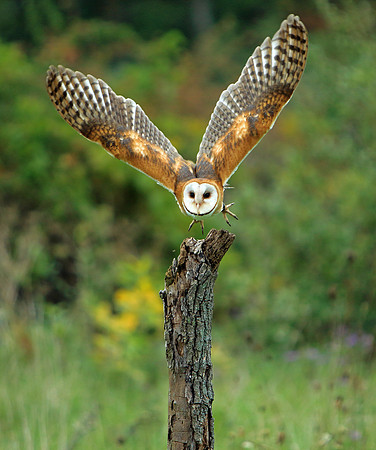 Intensity!