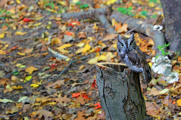 Screech Owl on a stump