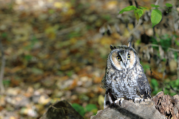 Long Eared Owl